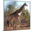 Awesome South Africa Collection Square - Giraffe Profile-Philippe Hugonnard-Mounted Photographic Print