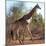Awesome South Africa Collection Square - Giraffe Profile-Philippe Hugonnard-Mounted Photographic Print