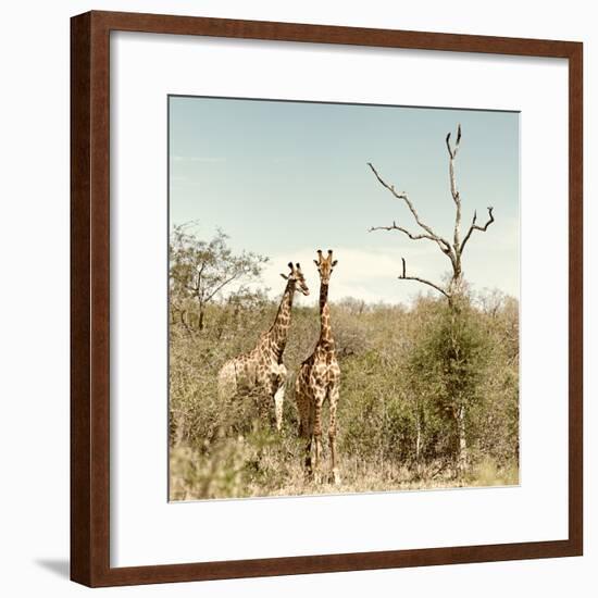 Awesome South Africa Collection Square - Giraffes in Savannah II-Philippe Hugonnard-Framed Photographic Print