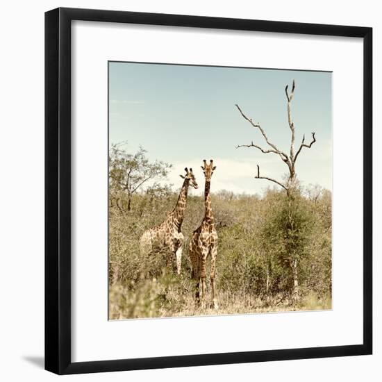 Awesome South Africa Collection Square - Giraffes in Savannah II-Philippe Hugonnard-Framed Photographic Print