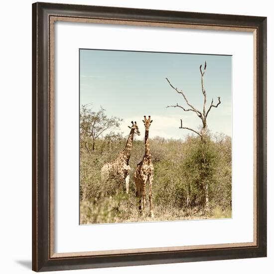 Awesome South Africa Collection Square - Giraffes in Savannah II-Philippe Hugonnard-Framed Photographic Print