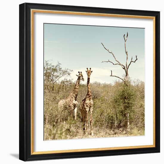 Awesome South Africa Collection Square - Giraffes in Savannah II-Philippe Hugonnard-Framed Photographic Print