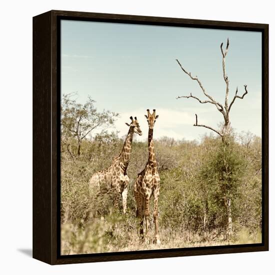 Awesome South Africa Collection Square - Giraffes in Savannah II-Philippe Hugonnard-Framed Premier Image Canvas