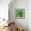 Awesome South Africa Collection Square - Green House - Cape Town-Philippe Hugonnard-Framed Photographic Print displayed on a wall