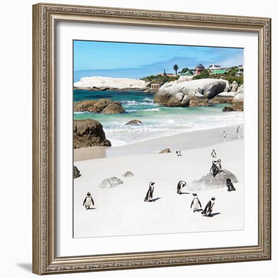 Awesome South Africa Collection Square - Group of Penguins at Boulders Beach III-Philippe Hugonnard-Framed Photographic Print