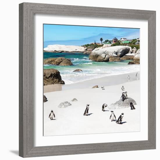 Awesome South Africa Collection Square - Group of Penguins at Boulders Beach III-Philippe Hugonnard-Framed Photographic Print