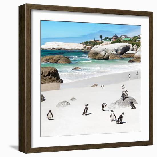 Awesome South Africa Collection Square - Group of Penguins at Boulders Beach III-Philippe Hugonnard-Framed Photographic Print