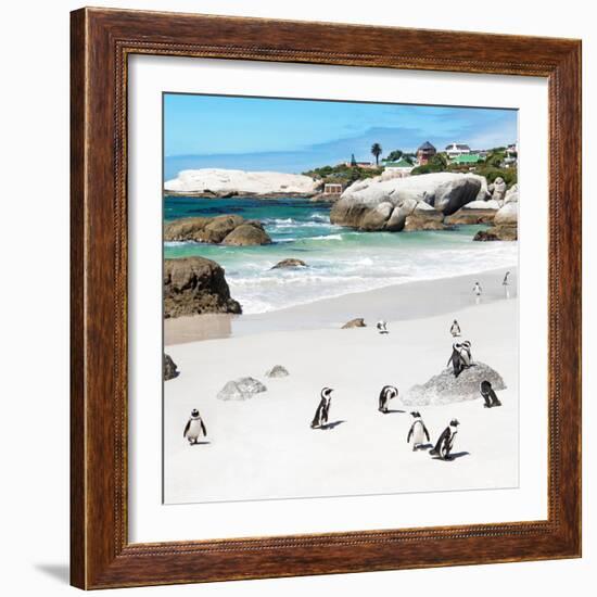 Awesome South Africa Collection Square - Group of Penguins at Boulders Beach III-Philippe Hugonnard-Framed Photographic Print