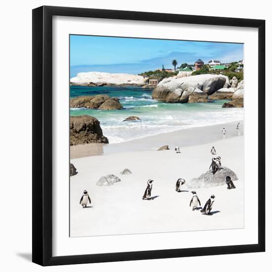 Awesome South Africa Collection Square - Group of Penguins at Boulders Beach III-Philippe Hugonnard-Framed Photographic Print