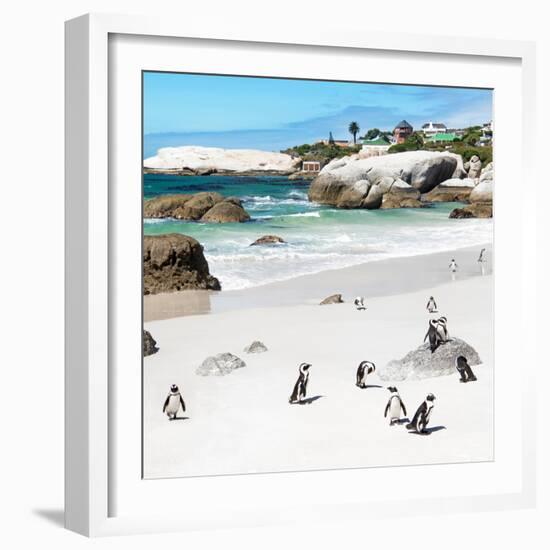 Awesome South Africa Collection Square - Group of Penguins at Boulders Beach III-Philippe Hugonnard-Framed Photographic Print