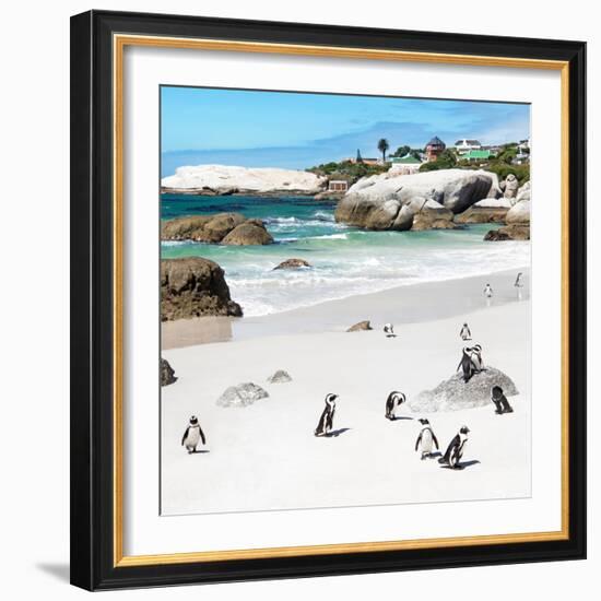 Awesome South Africa Collection Square - Group of Penguins at Boulders Beach III-Philippe Hugonnard-Framed Photographic Print