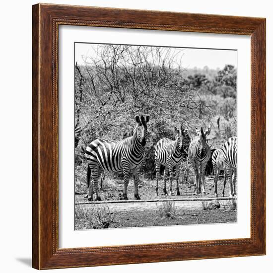 Awesome South Africa Collection Square - Herd of Zebra II B&W-Philippe Hugonnard-Framed Photographic Print