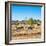 Awesome South Africa Collection Square - Herd of Zebra-Philippe Hugonnard-Framed Photographic Print