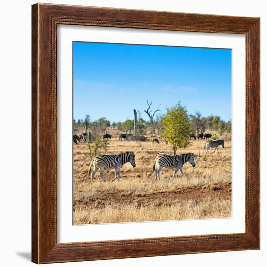 Awesome South Africa Collection Square - Herd of Zebra-Philippe Hugonnard-Framed Photographic Print