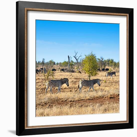 Awesome South Africa Collection Square - Herd of Zebra-Philippe Hugonnard-Framed Photographic Print