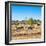 Awesome South Africa Collection Square - Herd of Zebra-Philippe Hugonnard-Framed Photographic Print