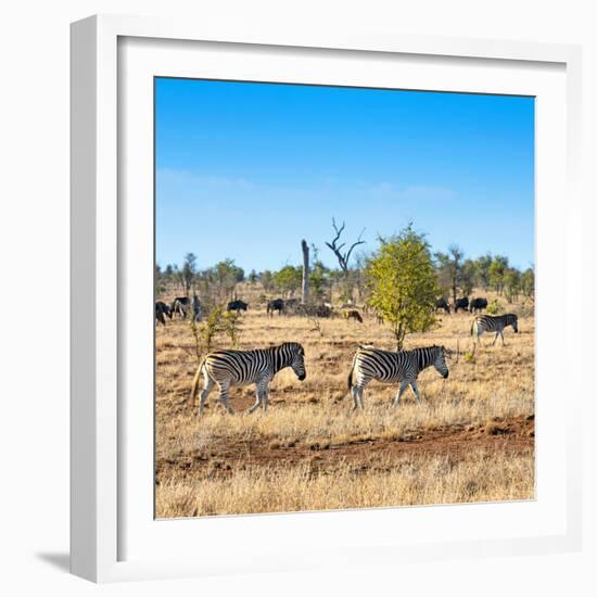 Awesome South Africa Collection Square - Herd of Zebra-Philippe Hugonnard-Framed Photographic Print