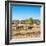 Awesome South Africa Collection Square - Herd of Zebra-Philippe Hugonnard-Framed Photographic Print