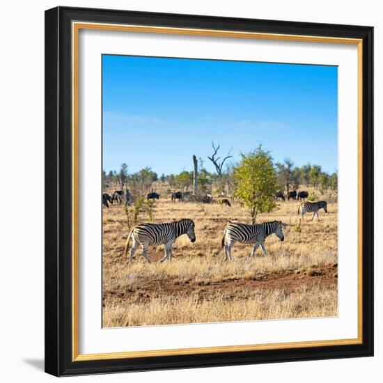 Awesome South Africa Collection Square - Herd of Zebra-Philippe Hugonnard-Framed Photographic Print