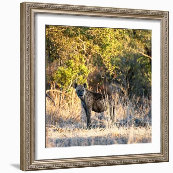 Awesome South Africa Collection Square - Hyena at Sunrise-Philippe Hugonnard-Framed Photographic Print