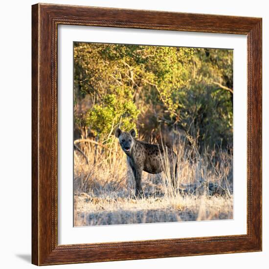 Awesome South Africa Collection Square - Hyena at Sunrise-Philippe Hugonnard-Framed Photographic Print