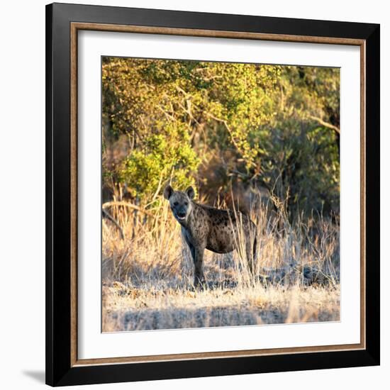 Awesome South Africa Collection Square - Hyena at Sunrise-Philippe Hugonnard-Framed Photographic Print
