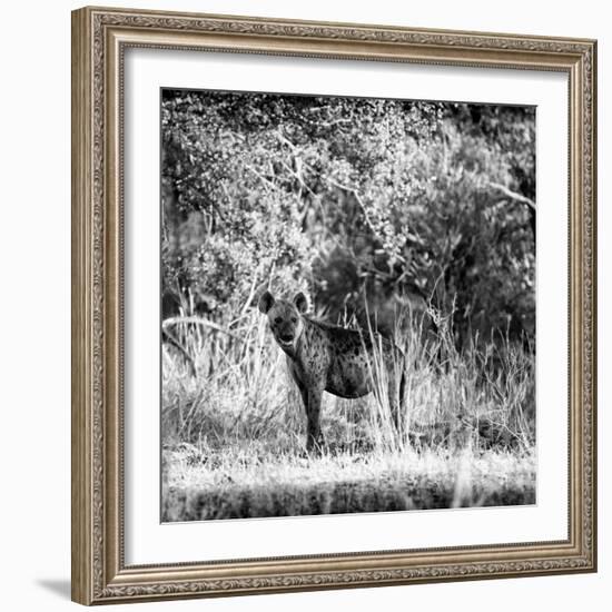 Awesome South Africa Collection Square - Hyena-Philippe Hugonnard-Framed Photographic Print