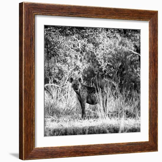 Awesome South Africa Collection Square - Hyena-Philippe Hugonnard-Framed Photographic Print