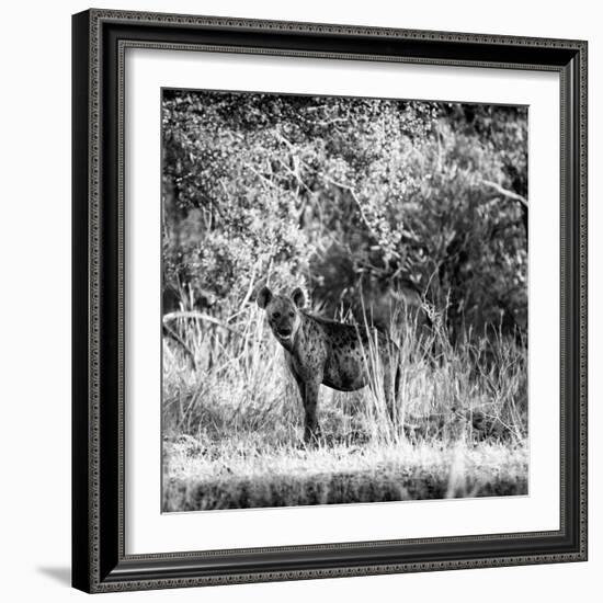 Awesome South Africa Collection Square - Hyena-Philippe Hugonnard-Framed Photographic Print