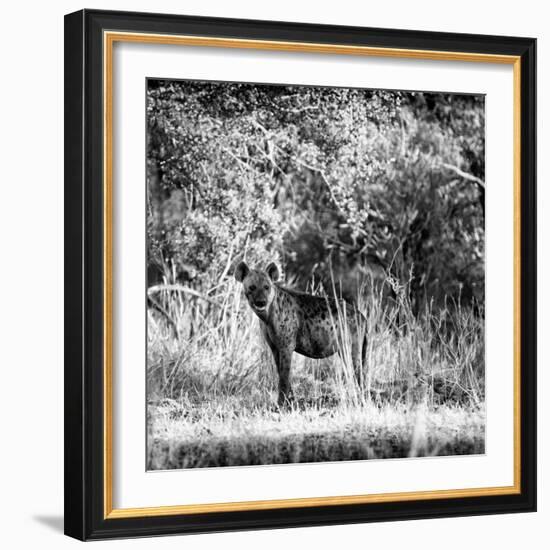 Awesome South Africa Collection Square - Hyena-Philippe Hugonnard-Framed Photographic Print