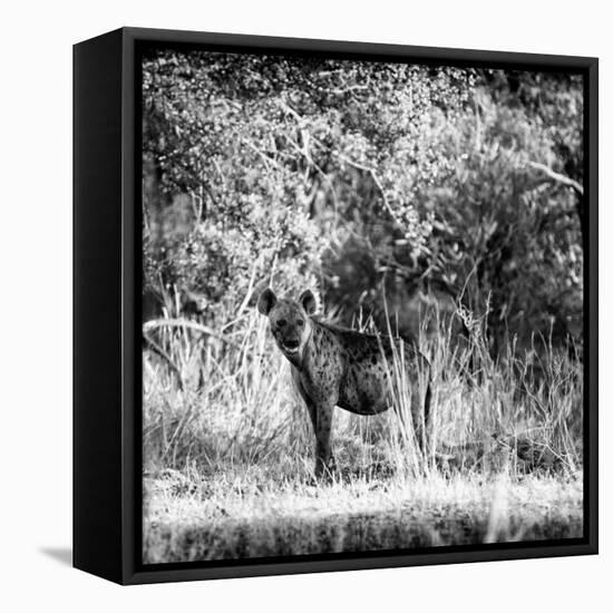 Awesome South Africa Collection Square - Hyena-Philippe Hugonnard-Framed Premier Image Canvas