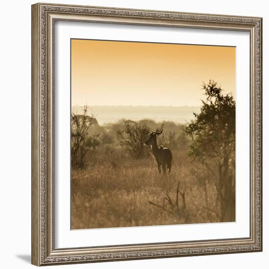 Awesome South Africa Collection Square - Impala Antelope at Sunrise-Philippe Hugonnard-Framed Photographic Print