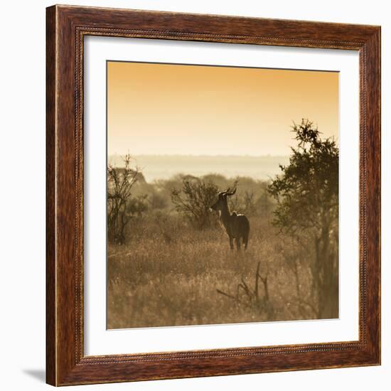 Awesome South Africa Collection Square - Impala Antelope at Sunrise-Philippe Hugonnard-Framed Photographic Print