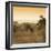 Awesome South Africa Collection Square - Impala Antelope at Sunrise-Philippe Hugonnard-Framed Photographic Print