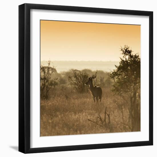 Awesome South Africa Collection Square - Impala Antelope at Sunrise-Philippe Hugonnard-Framed Photographic Print