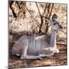 Awesome South Africa Collection Square - Impala Antelope-Philippe Hugonnard-Mounted Photographic Print
