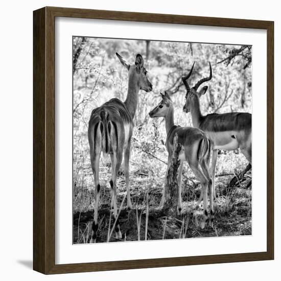 Awesome South Africa Collection Square - Impala Family B&W-Philippe Hugonnard-Framed Photographic Print