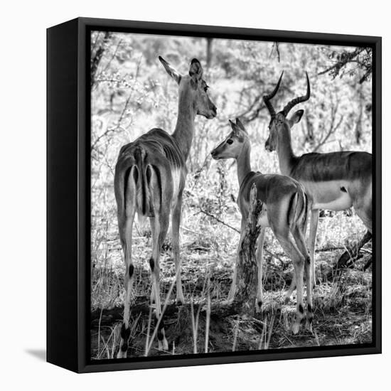 Awesome South Africa Collection Square - Impala Family B&W-Philippe Hugonnard-Framed Premier Image Canvas