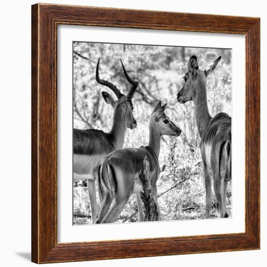 Awesome South Africa Collection Square - Impala Family II B&W-Philippe Hugonnard-Framed Photographic Print