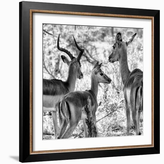 Awesome South Africa Collection Square - Impala Family II B&W-Philippe Hugonnard-Framed Photographic Print