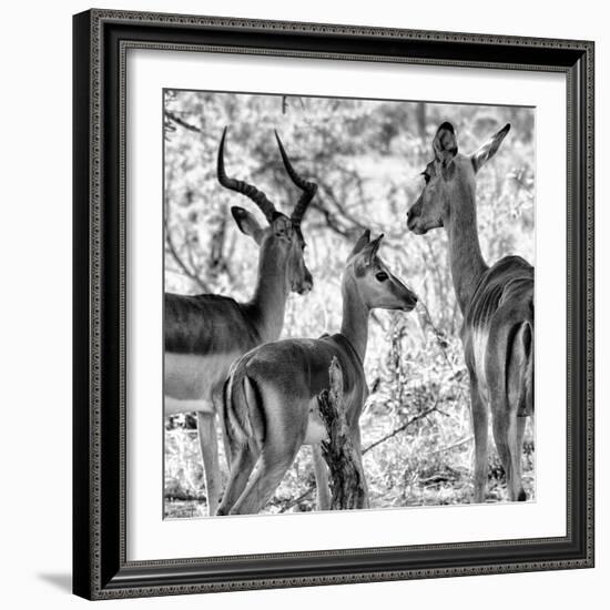 Awesome South Africa Collection Square - Impala Family II B&W-Philippe Hugonnard-Framed Photographic Print