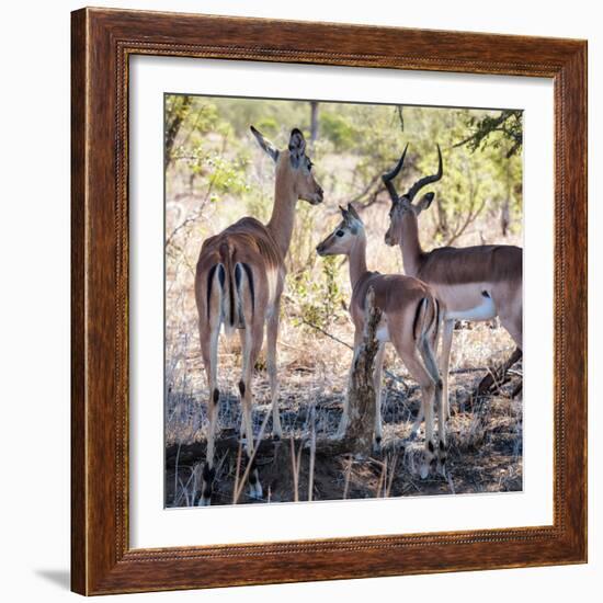 Awesome South Africa Collection Square - Impala Family-Philippe Hugonnard-Framed Photographic Print