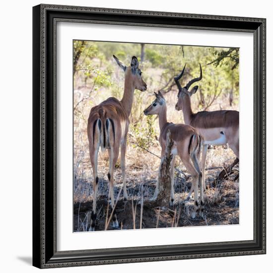 Awesome South Africa Collection Square - Impala Family-Philippe Hugonnard-Framed Photographic Print