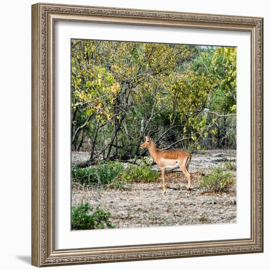 Awesome South Africa Collection Square - Impala in Savannah-Philippe Hugonnard-Framed Photographic Print