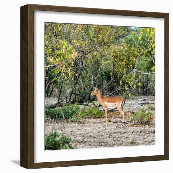 Awesome South Africa Collection Square - Impala in Savannah-Philippe Hugonnard-Framed Photographic Print