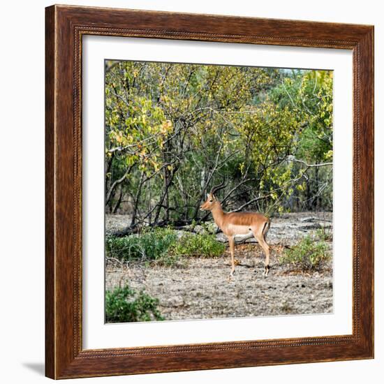 Awesome South Africa Collection Square - Impala in Savannah-Philippe Hugonnard-Framed Photographic Print