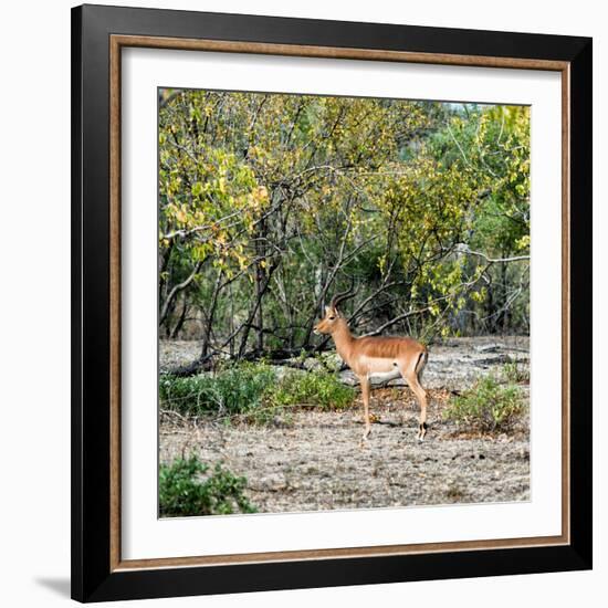 Awesome South Africa Collection Square - Impala in Savannah-Philippe Hugonnard-Framed Photographic Print