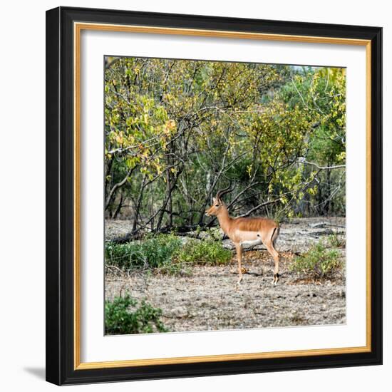 Awesome South Africa Collection Square - Impala in Savannah-Philippe Hugonnard-Framed Photographic Print