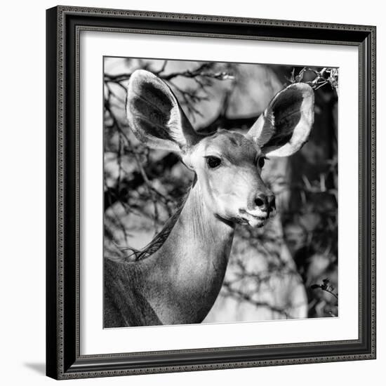 Awesome South Africa Collection Square - Impala Portrait II B&W-Philippe Hugonnard-Framed Photographic Print