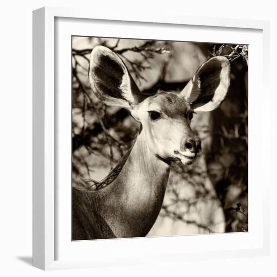 Awesome South Africa Collection Square - Impala Portrait III-Philippe Hugonnard-Framed Photographic Print